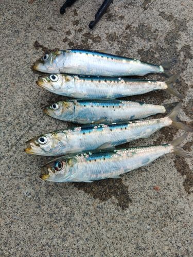 イワシの釣果