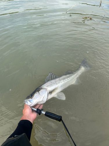 スズキの釣果