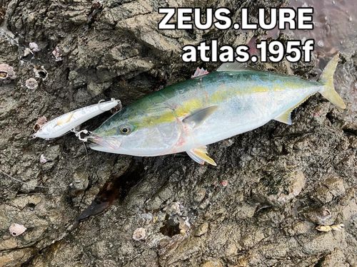 ブリの釣果