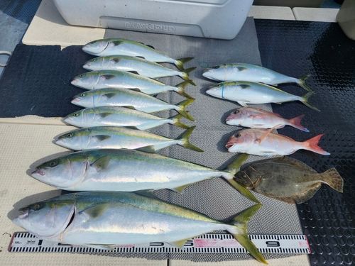 ブリの釣果