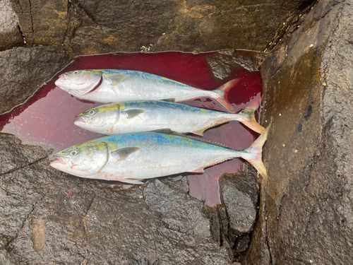 ワラサの釣果