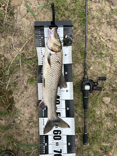 ニゴイの釣果