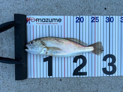イシモチの釣果