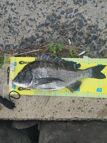 チヌの釣果