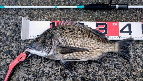 チヌの釣果