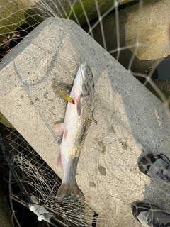 ウグイの釣果