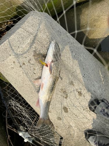 ウグイの釣果