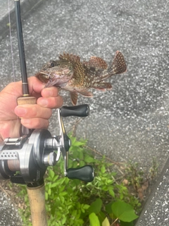 カサゴの釣果