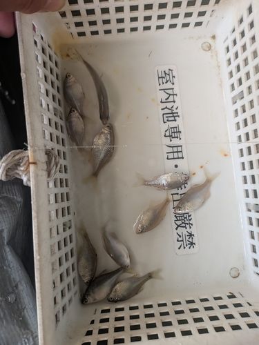 タナゴの釣果