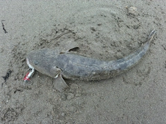 マゴチの釣果