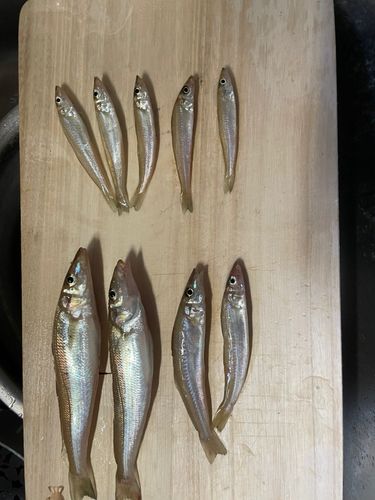 キスの釣果