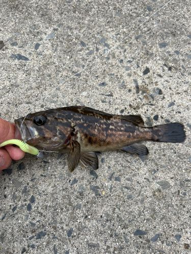 ソイの釣果