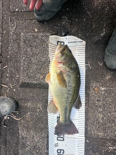 ラージマウスバスの釣果