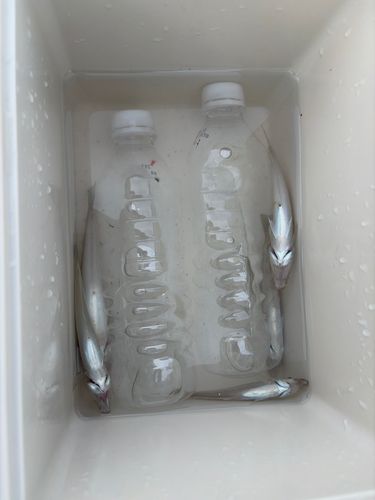 キスの釣果
