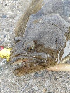 ソゲの釣果