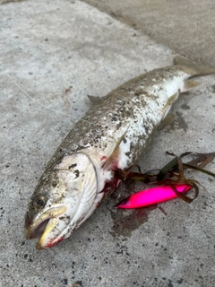 アメマスの釣果