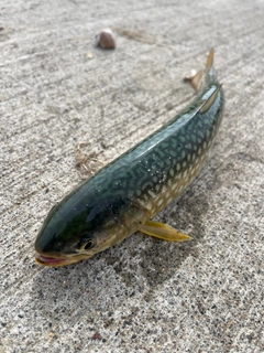 アメマスの釣果