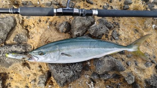 ハマチの釣果