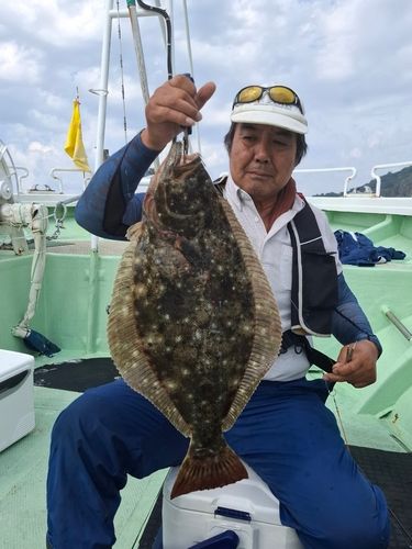 ヒラメの釣果
