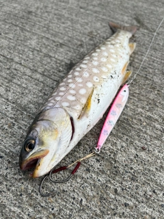 アメマスの釣果