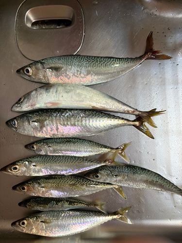 サバの釣果