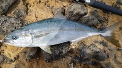ヒラマサの釣果