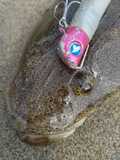 マゴチの釣果