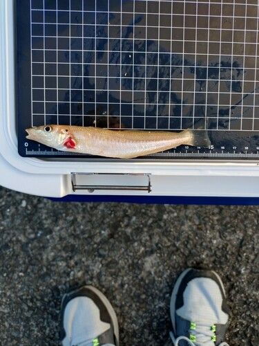 シロギスの釣果
