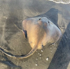 アカエイの釣果