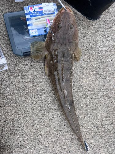 マゴチの釣果