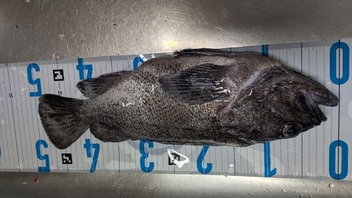 クロソイの釣果