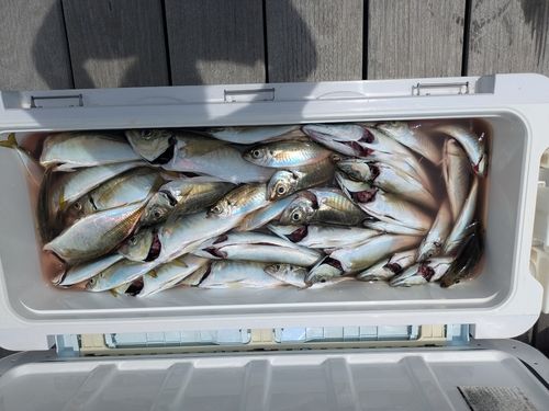 マアジの釣果