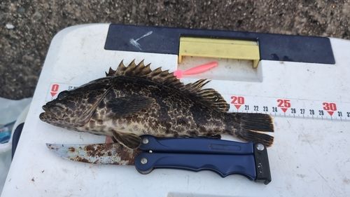 タケノコメバルの釣果