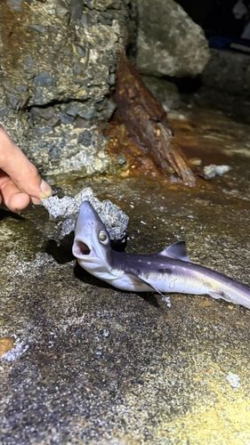 ホシザメの釣果