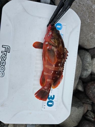 アカハタの釣果