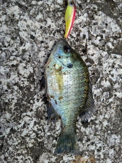 ブルーギルの釣果
