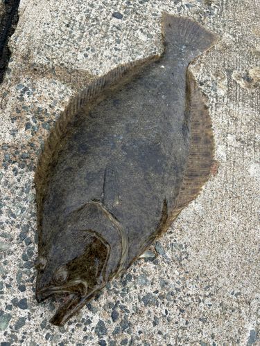 ヒラメの釣果
