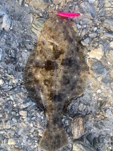 ヒラメの釣果