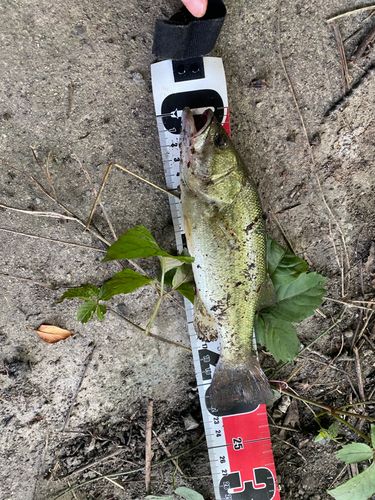 ブラックバスの釣果