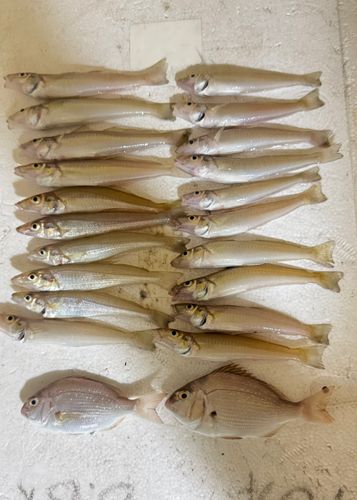 キスの釣果