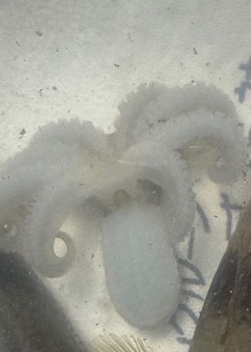イイダコの釣果