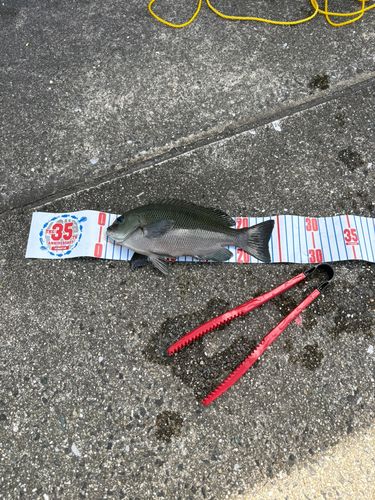 グレの釣果