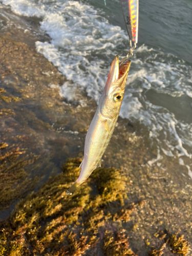 アカカマスの釣果
