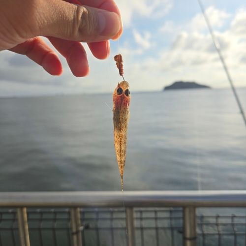 ハゼの釣果