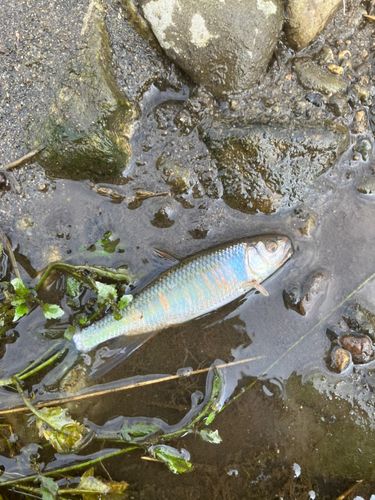 オイカワの釣果