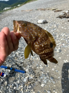 キスの釣果