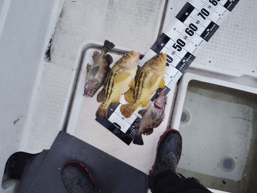 シマゾイの釣果