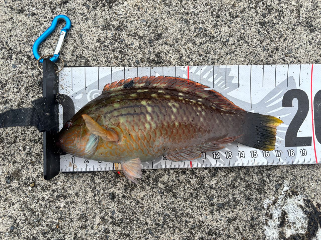 SHIMANO 18ワールドシャウラ 1833RS-2の最安値・インプレ・釣果 | 本音