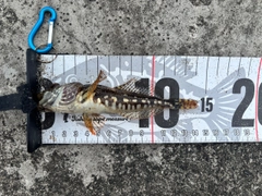 アナハゼの釣果