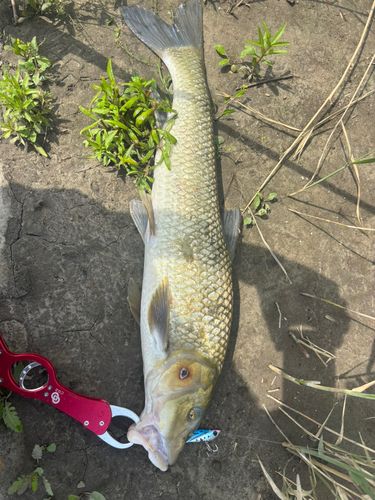 ニゴイの釣果